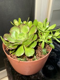 Mixed succulents