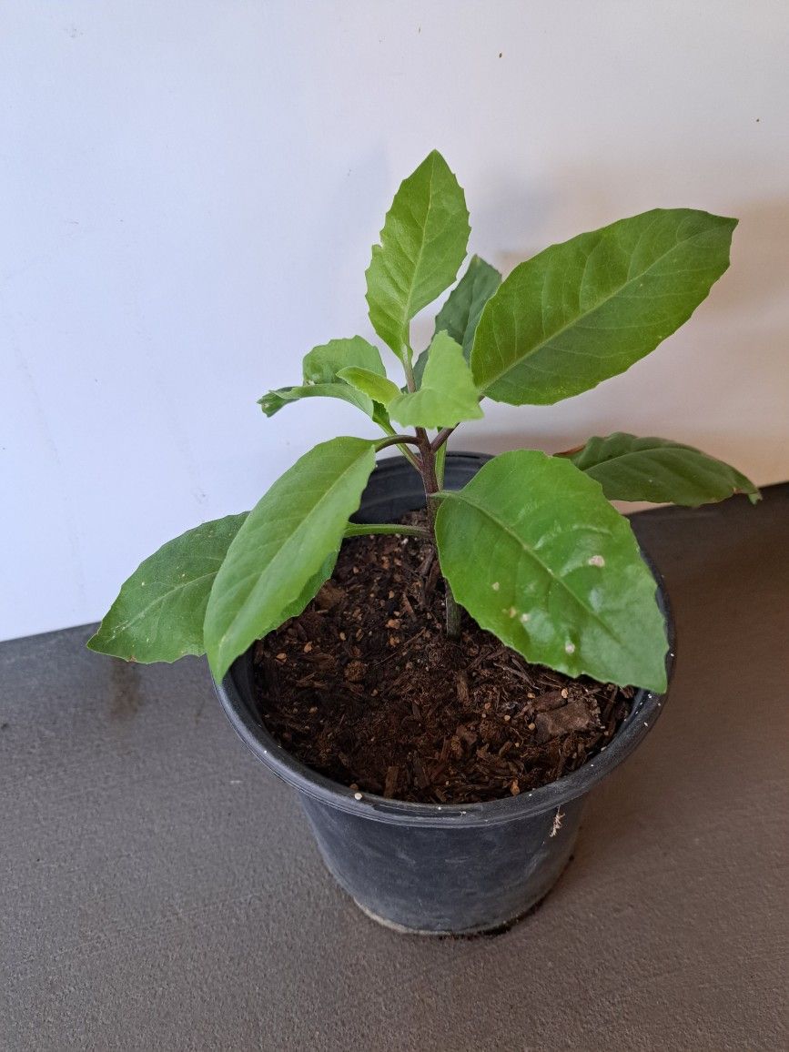 Plantita De Insulina 