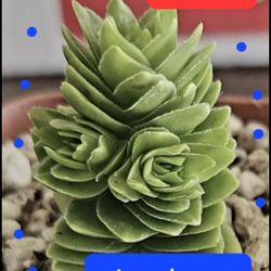 Huge Plant Sale On Saturday From 12:30 TO 4pm San Lorenzo