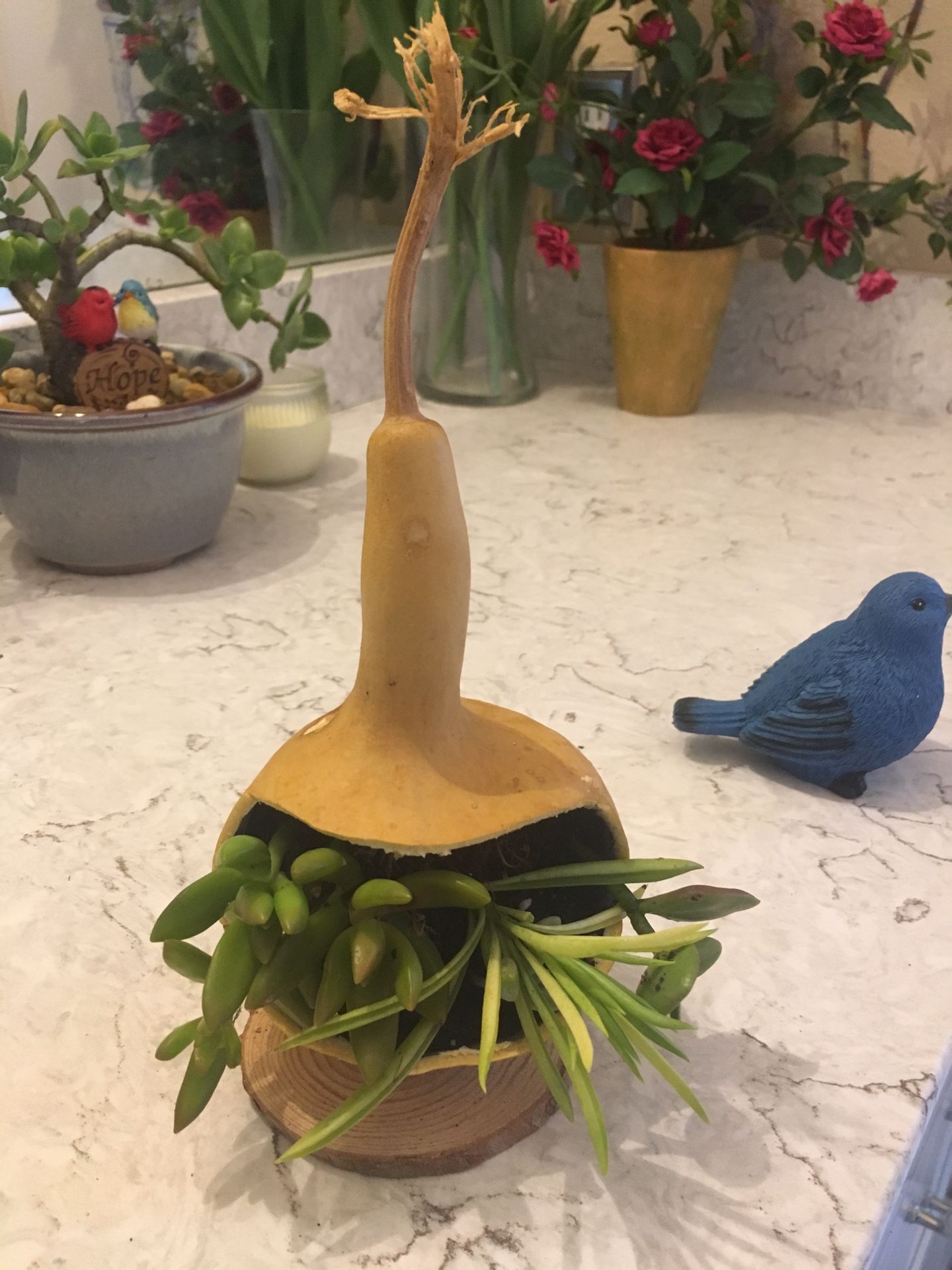 Gourd full of succulents