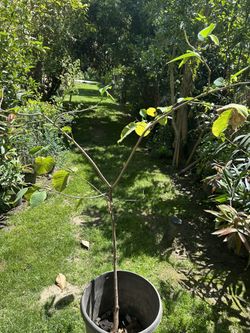 Plantas