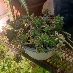 Rare Cremnosedum Succulent – Healthy Live Plant in Pot | Easy Care & Great for Succulent Collections
