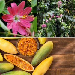 Potted Banana Passion Fruit Vine