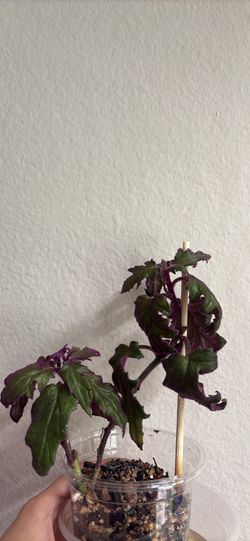 Gynura Aurantiaca “Purple Passion”