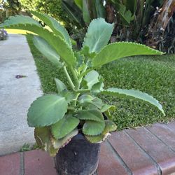 Kalanchoe Mother Of Thousand Medesinal