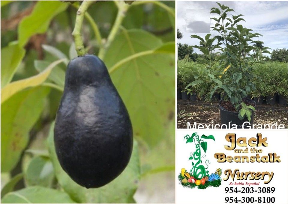 Mexicola Avocado Grafted Trees 3gal Arboles De Aguacate Mexicano Injertados 3gal
