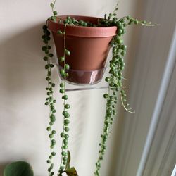 String Of Pearls Plant