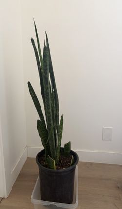 Large Snake Plant Houseplant
