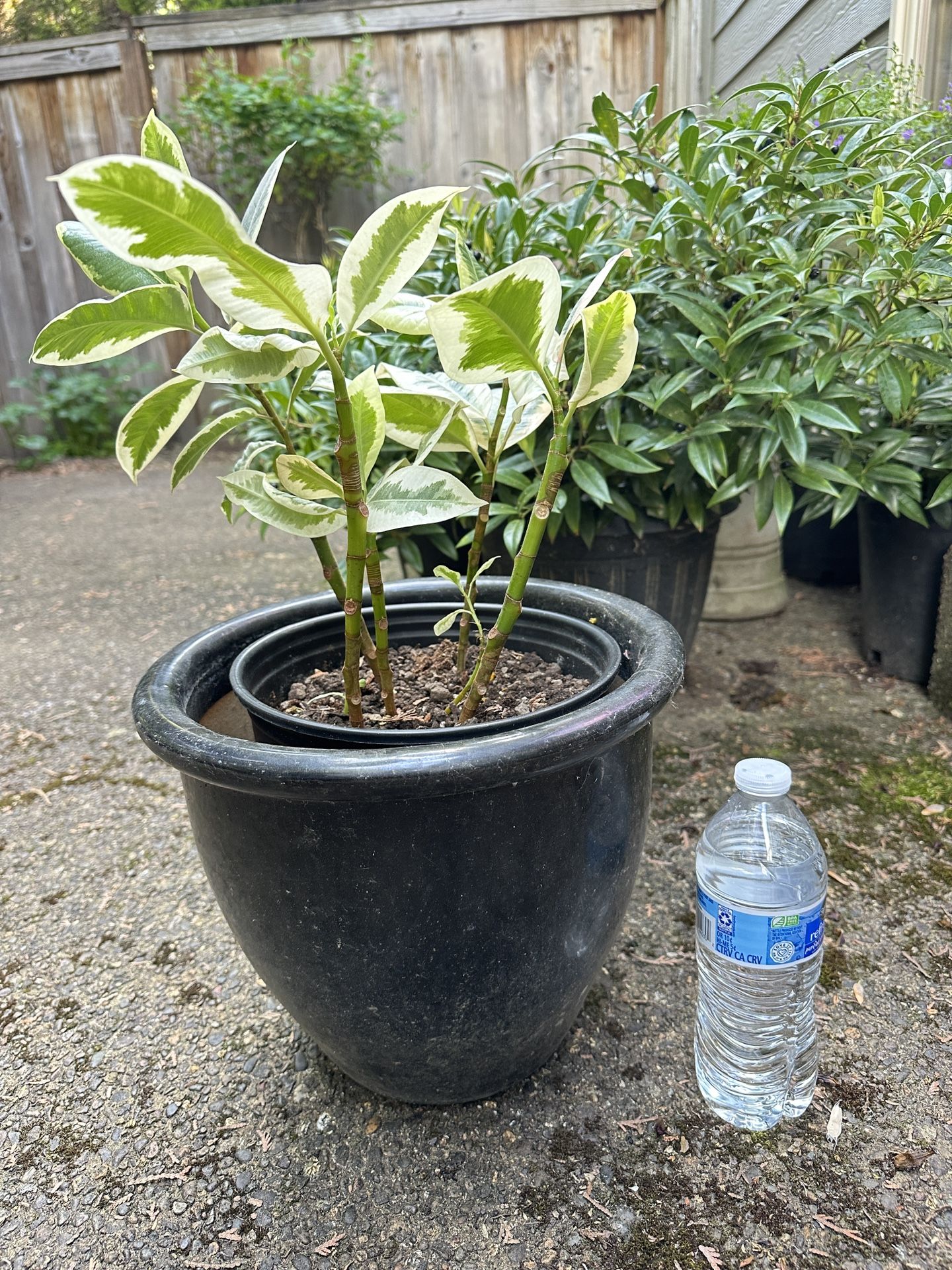 Indoor Plant With Pot 