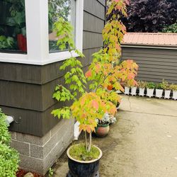 Live outdoor Seven foot plus Maple tree plant in a ceramic planter flower pot—firm price
