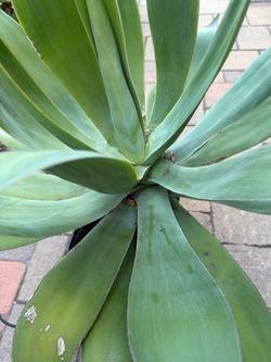 Agave