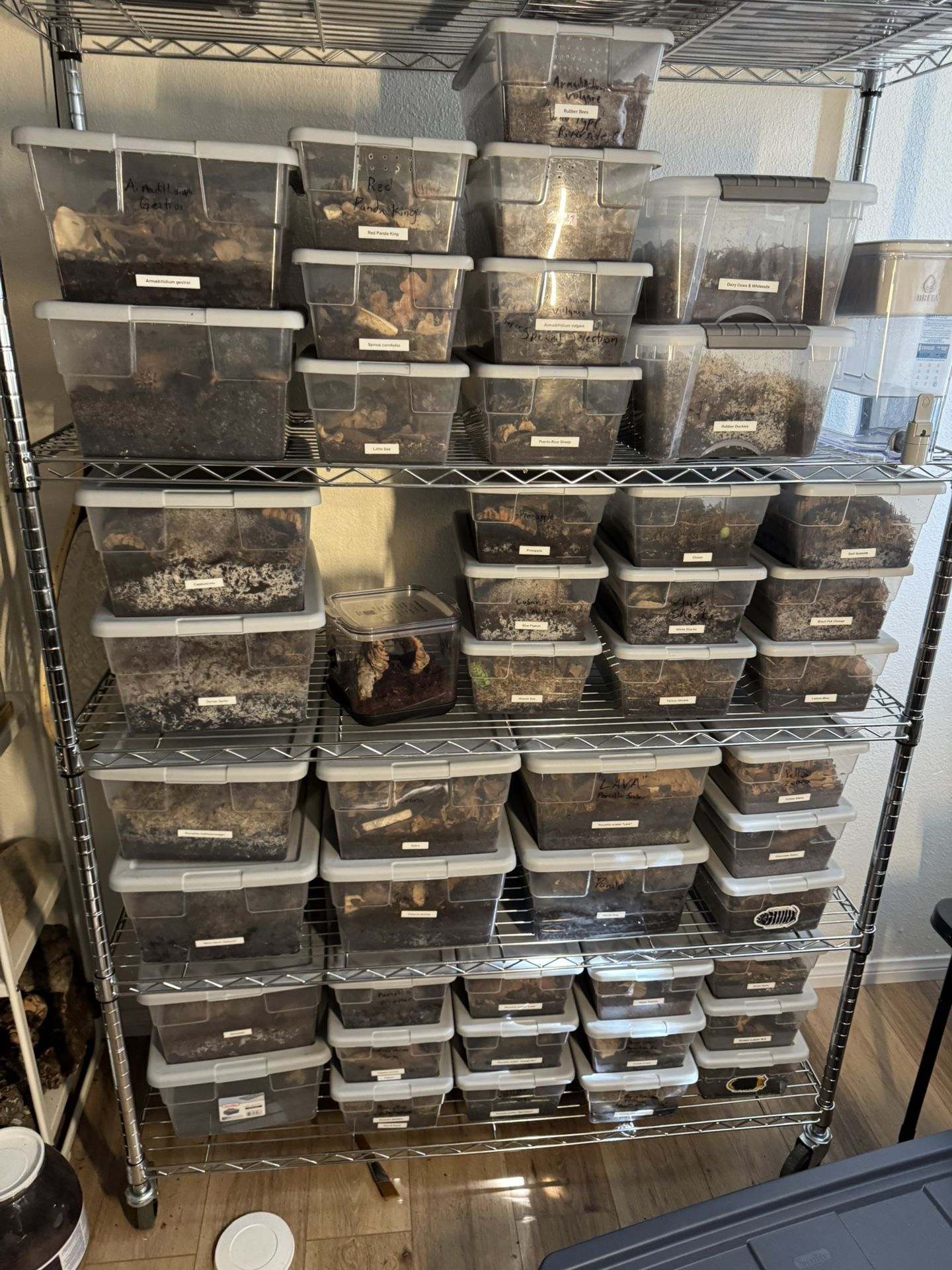 Bioactive Supplies - Isopods