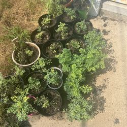 Tengo Plantas De Ruda En Venta 