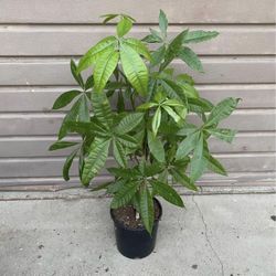 10” Money Tree 3 Feet Tall