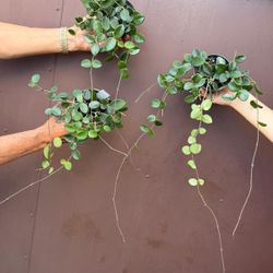 4” hoya mathilde ( price is for each )