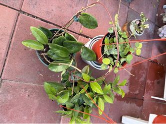Hoya plants … for sale $45 all 3 pots