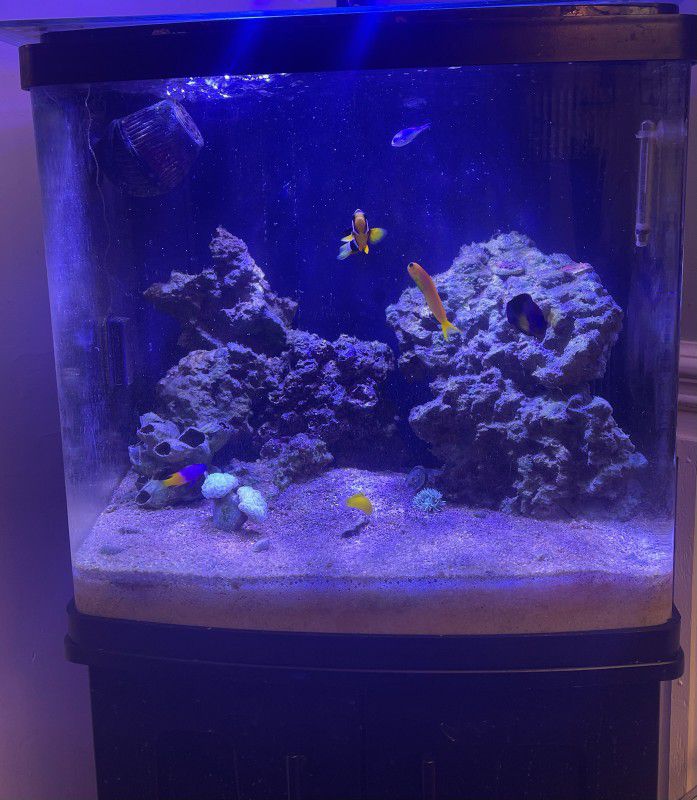 32 gallon coralife led Biocube (TANK ONLY NO LIVE STOCK)