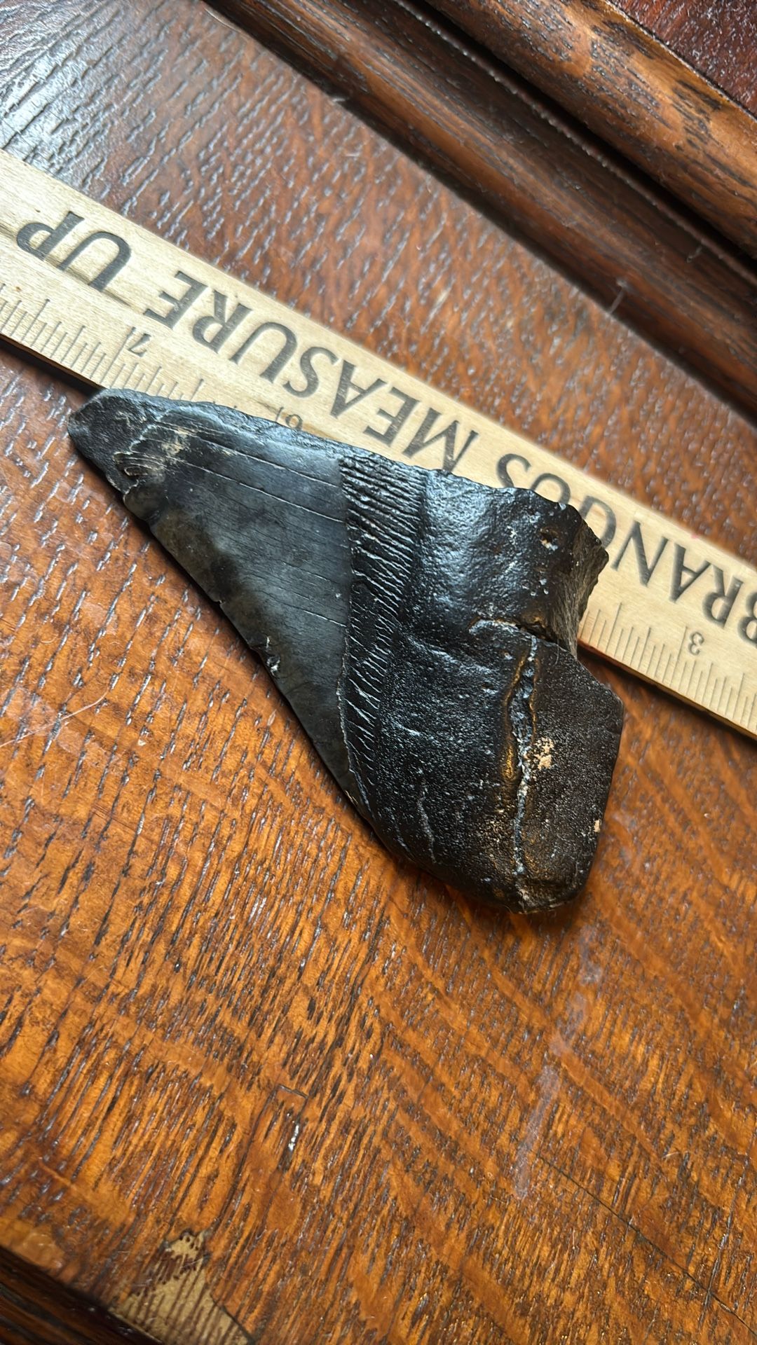 Broken Megladon Tooth