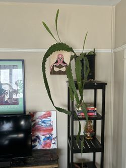 Epiphyllum Pink Flower Hanging Cactus Plant