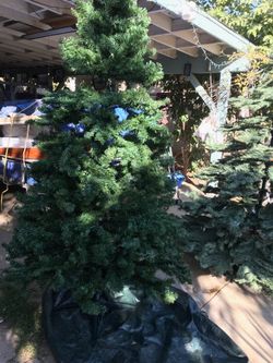 Christmas Trees 🌲