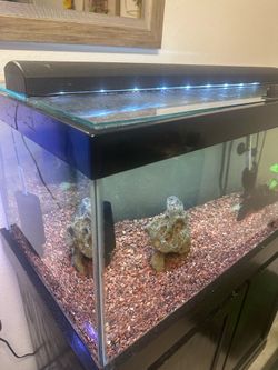 Fish tank