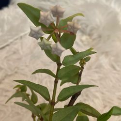 HOYA Bella Blooming