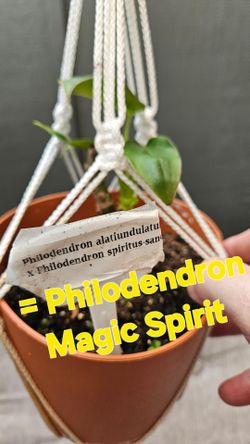 Philodendron MAGIC SPIRIT: A Spiritus Sancti hybrid Starter plant.