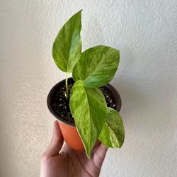 Marble Queen Pothos 