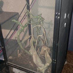 Mesh terrarium For Frogs Anoles An other Tree Dwellers 
