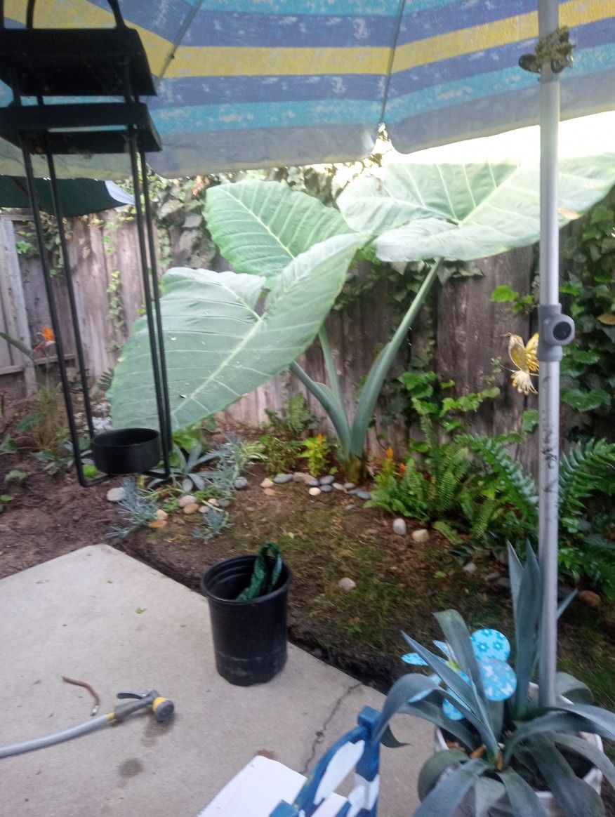 Elephant Ears