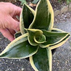 Birdsnest Snake Plant Sansiveria Low Light 