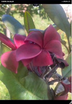 Multiple colors of Plumeria cuttings. Price depends on color and size starting at $10