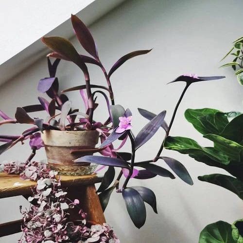 Purple Queen Plant/ Indoor Plant/ House Plant/  Flower Patio Garden 