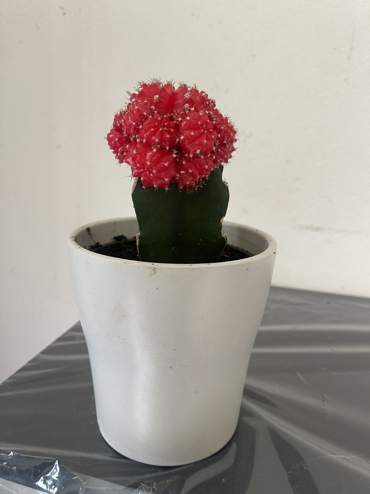 Cuctus Plant In Ceramic Pot