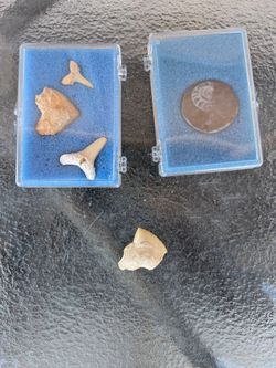 Real Ancient Sea Creature Fossils/ 🦈 Teeth