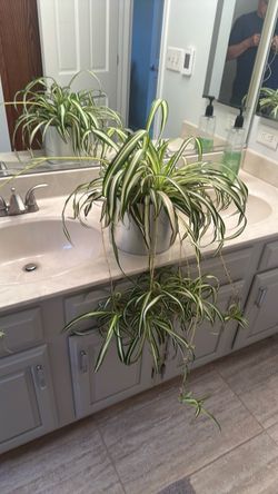 Spider plant