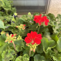 Geranium Cherry