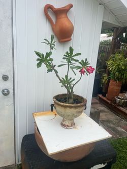 Desert Rose Plant in Decorative planter.