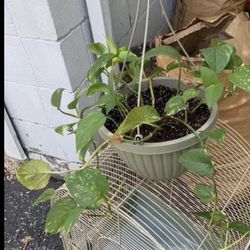 Golden Pathos Plant!! $10!!