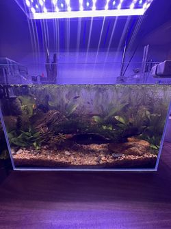 Aquarium Plants