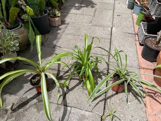 Spider House Plant