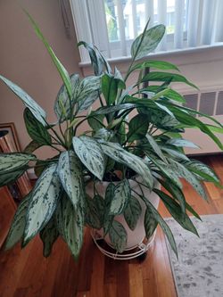 Gorgeous and healthy indoor plant.