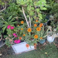 Baskets With 3 Kinds Of Plant 12$