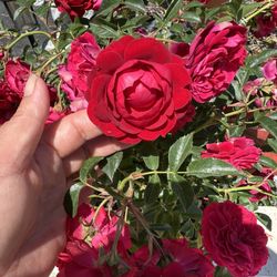 True Love Rose