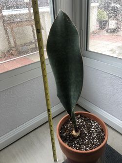 Large Sansevieria Whale fin (rare)
