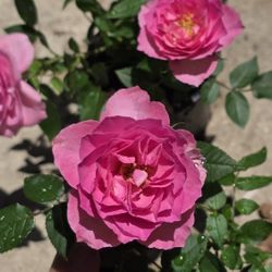 Pink Miniature Rose Plant