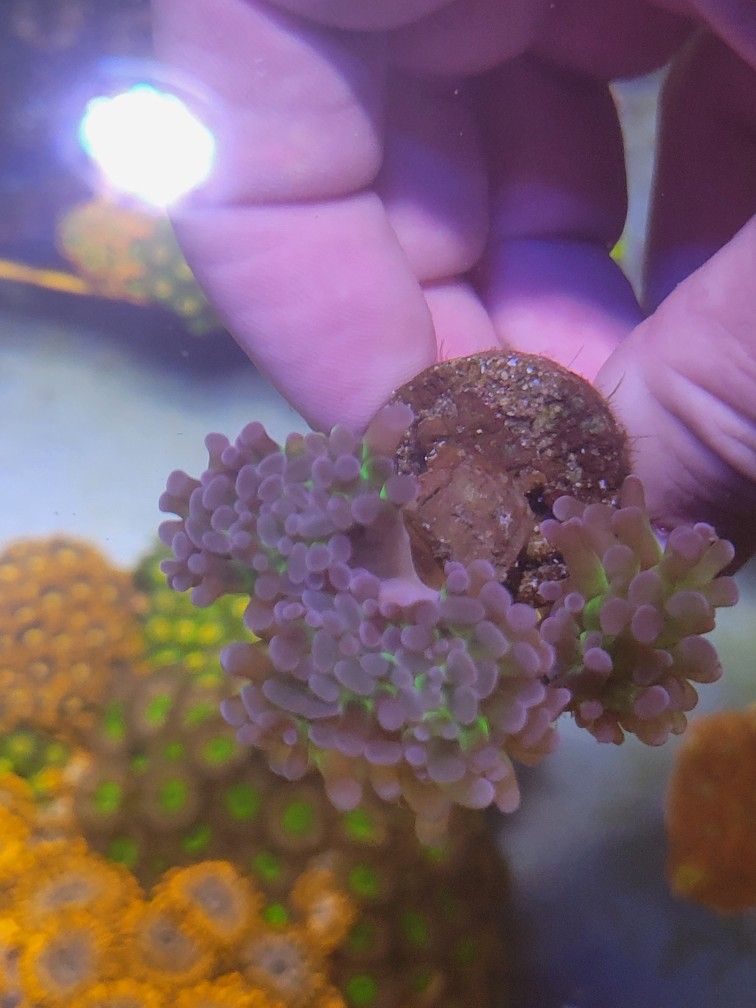 Coral Frag