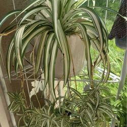 Spider Mother Plant