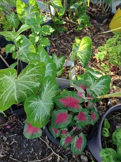 Caladium Bicolors Plant - Red and White 