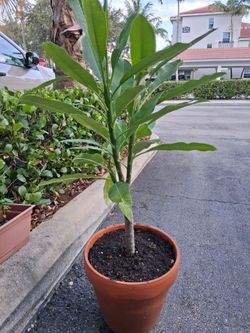 Plumeria (commonly known as frangipani) Terracotta pot H44"